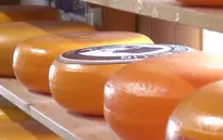 Gouda - một trong những loại pho mát lâu đời nhất thế giới