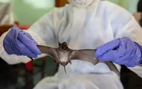 Dịch bệnh do virus Nipah bùng phát lần thứ tư ở bang Kerala (Ấn Độ)