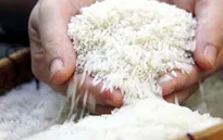 Giá gạo thế giới chưa có dấu hiệu giảm