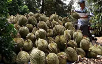 Giá sầu riêng tăng cao, nhà vườn thu nhập khủng