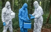 Bangladesh báo cáo ca tử vong đầu tiên do virus Nipah