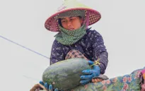 Cửa khẩu Lào Cai nhộn nhịp dịp cận Tết