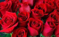 Thị trường hoa hồng dịp lễ Tình nhân Valentine tại Anh đối mặt nhiều khó khăn