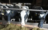 Mỹ phát hiện bò sữa nhiễm H5N1 tại nhiều bang