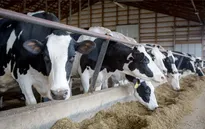 Nông dân chăn nuôi bò sữa Mỹ chặt cây ngăn chặn dịch cúm gia cầm lây lan