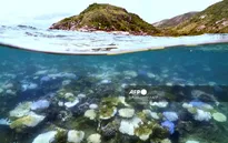 Australia tài trợ 11,5 triệu USD cho các dự án bảo vệ rạn san hô Great Barrier