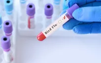 Bé gái 2,5 tuổi ở Australia nhiễm cúm gia cầm H5N1