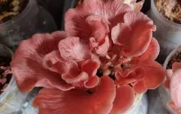 Trồng nấm bằng trí tuệ nhân tạo