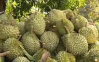 Giá sầu riêng tăng trở lại