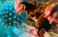 Campuchia phát hiện thêm ca nhiễm cúm gia cầm H5N1 ở người