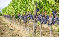 Italy thu hoạch nho sớm do nắng nóng
