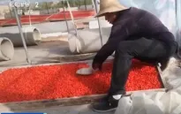 Bê bối thực phẩm chấn động Trung Quốc: Nông dân phun lưu huỳnh để kỷ tử "đẹp và đỏ"