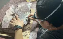 Hong Kong (Trung Quốc) lần đầu phát hiện hóa thạch khủng long
