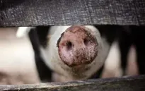 Mỹ lần đầu tiên phát hiện cúm gia cầm H5N1 ở lợn