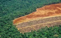 Nạn phá rừng ở Brazil giảm hơn 30%