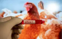 Phát hiện ca nhiễm cúm gia cầm không triệu chứng ở người, Mỹ mở rộng xét nghiệm