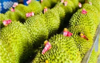 Thái Lan triển khai dự án “sầu riêng số”