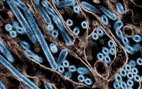 Anh chuẩn bị 5 triệu liều vaccine phòng ngừa đại dịch cúm gia cầm