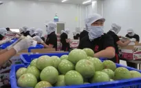 Nông sản Việt có mặt ở gần 200 quốc gia và vùng lãnh thổ