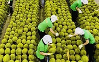 Xuất khẩu nông sản năm 2025 đặt mục tiêu 70 tỷ USD
