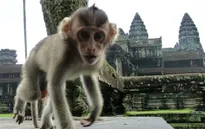 Campuchia cảnh báo du khách khi tới thăm đền Angkor Wat