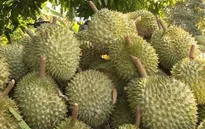 Gần 1.000 tấn sầu riêng xuất sang Trung Quốc hai ngày đầu năm