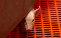 FDA Mỹ phê duyệt các nghiên cứu về cấy ghép nội tạng lợn cho bệnh nhân suy thận