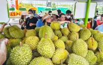 Hạn chế tối đa doanh nghiệp vi phạm chất vàng O trong sầu riêng