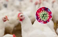 Mỹ: Xuất hiện ổ dịch cúm gia cầm H7N9 đầu tiên sau 8 năm