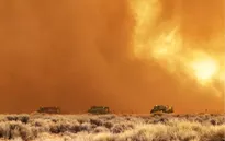 Cháy rừng lan rộng ở California, đe dọa các cây lâu đời nhất thế giới