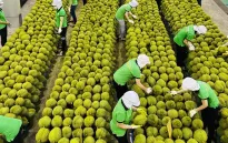 Ngành rau quả chuẩn hóa truy xuất nguồn gốc