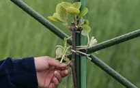 'Vùng cấm' sau thảm họa hạt nhân Fukushima hồi sinh từng ngày