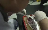 Người dân Đông Nam Á dễ nhiễm vi nhựa nhất thế giới, vì một lý do!