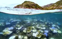 Rạn san hô Great Barrier của Australia suy giảm kỷ lục do hiện tượng tẩy trắng hàng loạt
