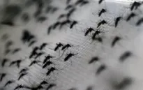 Trung Quốc thả muỗi "vô sinh" để kiềm chế dịch chikungunya