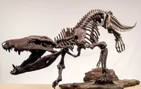 Phát hiện hóa thạch loài “cá sấu khổng lồ” từng săn khủng long ở Nam Mỹ