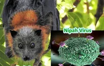 Hàn Quốc xếp virus Nipah vào nhóm bệnh truyền nhiễm nguy hiểm nhất