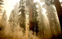 Cháy rừng thiêu rụi rừng cây sequoia khổng lồ ở California