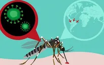 Arbovirus lây truyền từ muỗi bùng phát tại Cuba