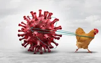 Dịch cúm gia cầm diễn biến phức tạp trên toàn cầu, WHO khuyến cáo cẩn trọng
