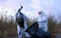 Dịch cúm H5N1 độc lực cao lan rộng, châu Âu khẩn trương ngăn chặn