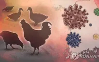 Hàn Quốc tăng cường các biện pháp ngăn chặn cúm gia cầm lây lan