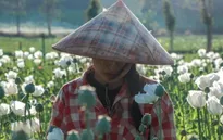 Xung đột khiến diện tích trồng thuốc phiện ở Myanmar tăng mạnh