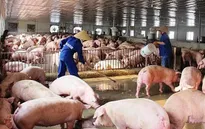 Nhu cầu thịt lợn dự báo tăng mạnh, giá có thể nhích lên dịp Tết