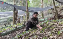 Điện Biên đẩy mạnh phát triển cây dược liệu theo hướng kinh tế bền vững
