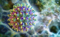 Các nước tăng cường sàng lọc virus Nipah, kiểm soát dịch bệnh