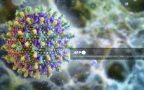 Sự bùng phát virus Nipah ở Ấn Độ làm dấy lên lo lắng ở Trung Quốc trước Tết Nguyên đán