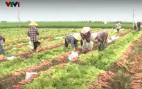 Miễn thuế đất nông nghiệp đến 2030: “Cú hích” cho sản xuất bền vững