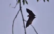 WHO: Một người tử vong do virus Nipah ở Bangladesh