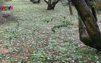 4 người chết, 9 người bị thương do mưa đá, dông lốc, sét ở Hà Nội và các tỉnh miền Bắc